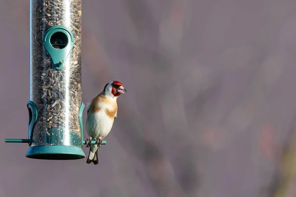 Colorful male goldfinch perched on bird feeder full of seeds