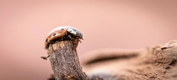 Detalhe da joaninha laranja no velho pedaço de árvore desgastado — Fotografia de Stock