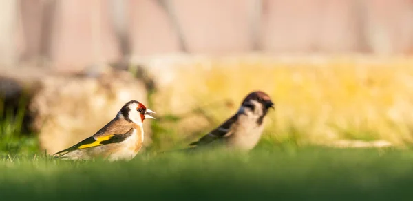 Mooie Putter zit in gras met mannelijke sparrow — Stockfoto