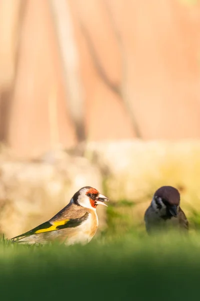 Nice één Putter zit in gras met mannelijke sparrow — Stockfoto