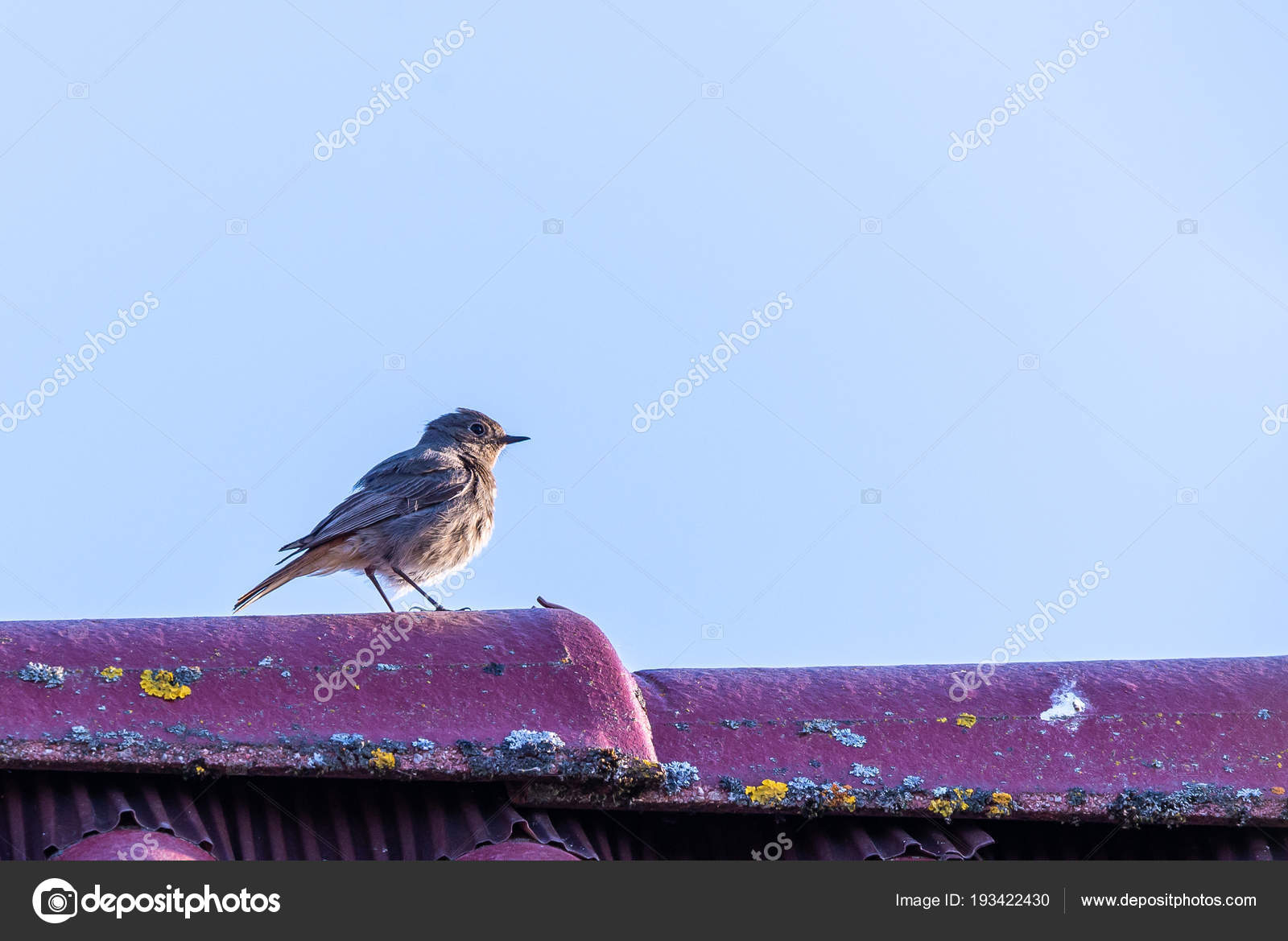 Petit Mâle Rouge Queue Noir Oiseau Chante Sur Le Dessus De