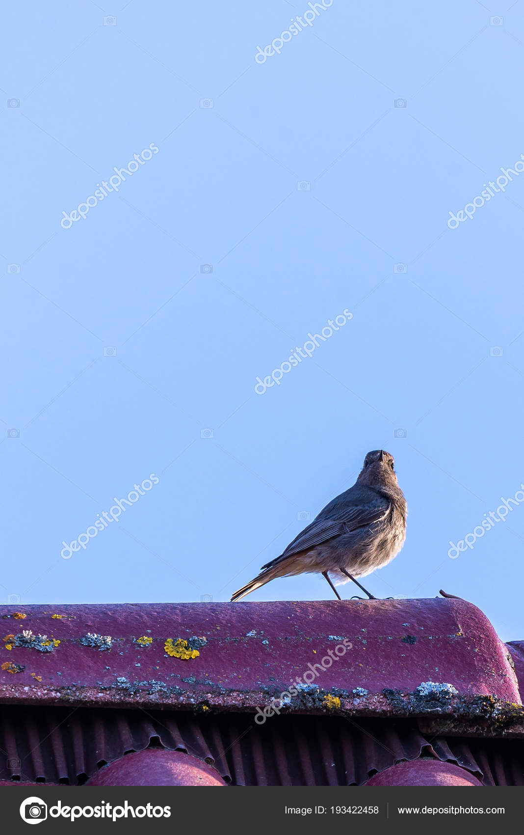 Petit Mâle Rouge Queue Noir Oiseau Chante Sur Le Dessus De