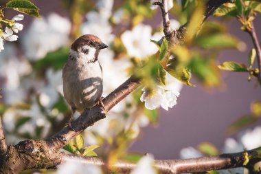 Cute male sparrow bird perched among many cherry blooms_