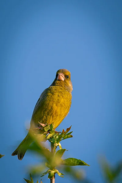Aranyos férfi zöld finch madár ült a tetején a cseresznyefa — Stock Fotó