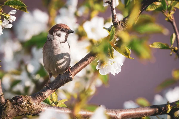 Cute male sparrow bird perched among many cherry blooms_ — ストック写真