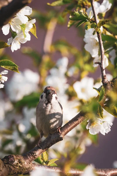 Cute male sparrow bird sits among many cherry blooms and looks directly to camera