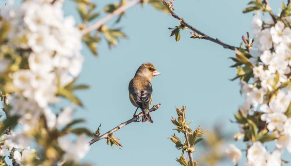 Nice male greenfinch bird perched between cherry branches full of blooms — Stock Photo, Image