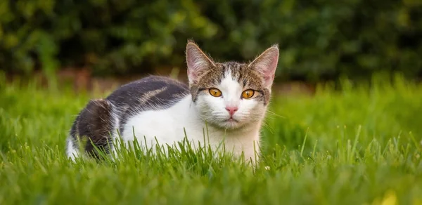 Few months old white tabby tomcat rests in spring grass — Stock Photo, Image