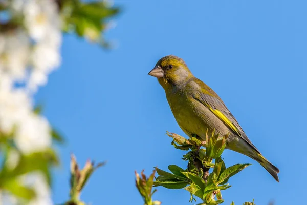 Bello uccello verdone maschio appollaiato sopra il ramo di ciliegio — Foto Stock