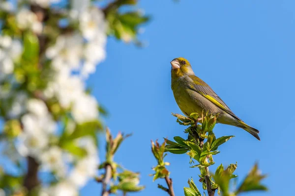 Hezký mužský Zvonek zelený pták posazený na vrcholu větve třešeň — Stock fotografie