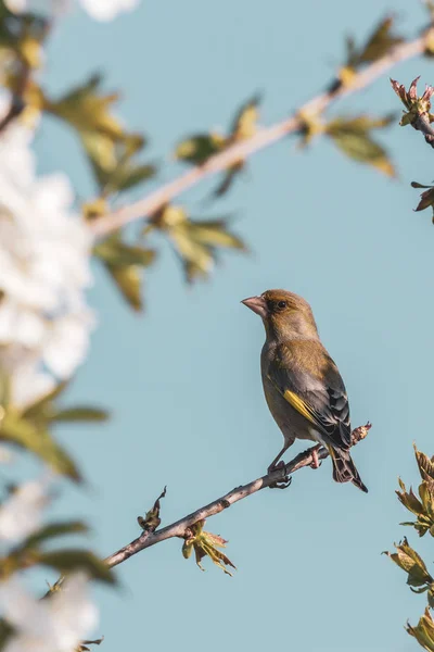 Één mannelijke Groenling vogel zat tussen cherry takken vol met bloemen — Stockfoto