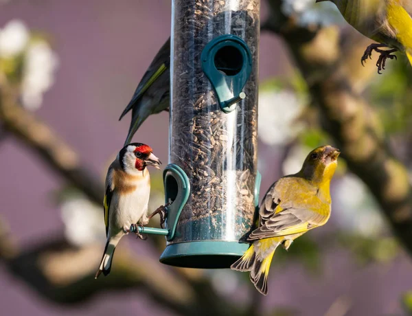 Één Putter en verschillende greenfinches vechten op feeder — Stockfoto