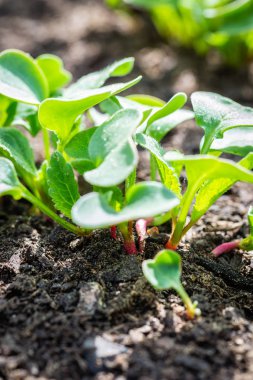 Dikey fotoğraf ile birkaç taze Bitkiler topraktan büyümek. Bitki genç turp vardır ve güzel oval yeşil yaprakları vardır. Koyu siyah topraktır. Kökleri zaten kırmızı ama hala ince.