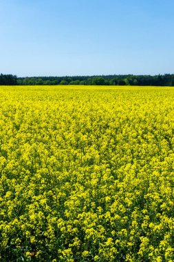 Dikey fotoğraf yaz manzara ile. Kolza tohumu bitkiler ile büyük alanı tam ön planda doldurur. Bitkilerin birçok parlak sarı çiçek vardır. Woods ve mavi gökyüzü arka planda vardır.