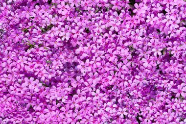 Pembe ve mor phlox çiçek tarafından oluşturulan halı ile yatay fotoğraf. Blooms renkli yaprakları ile resmin tam alanı doldurur.
