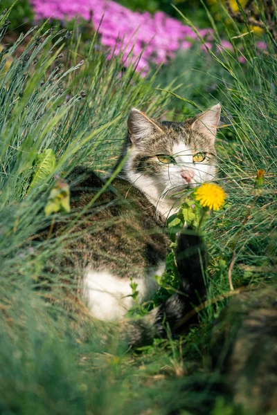 Verticale Foto Van Volwassen Kat Dier Verborgen Onder Verschillende Bloemen — Stockfoto