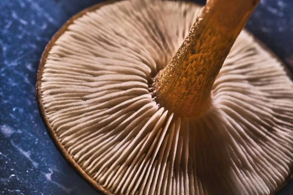 Detalhe da parte inferior da cabeça de cogumelo — Fotografia de Stock