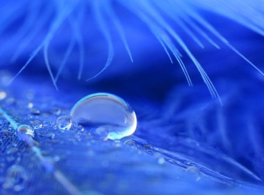 Kabarık renkli kuş tüyü ya da tüyü üzerine su damlası