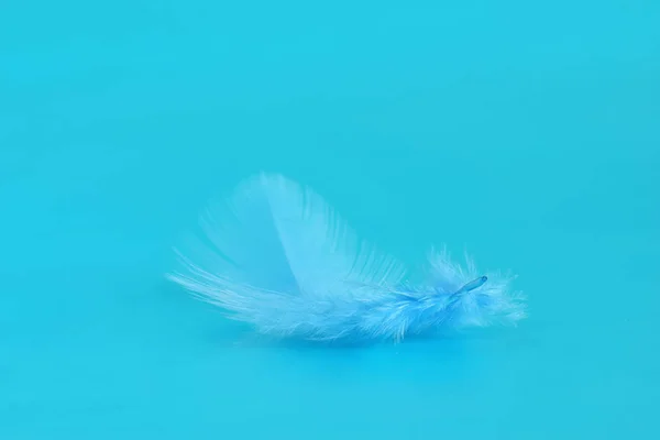 Blå fågel fjäder stängd — Stockfoto