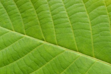 Yeşil yaprak macto desen doğa ayrıntıları arkaplan