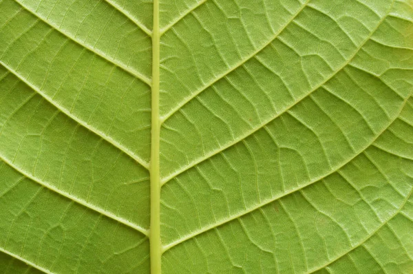 Textura Folha Verde Macro Natureza Detalhes — Fotografia de Stock