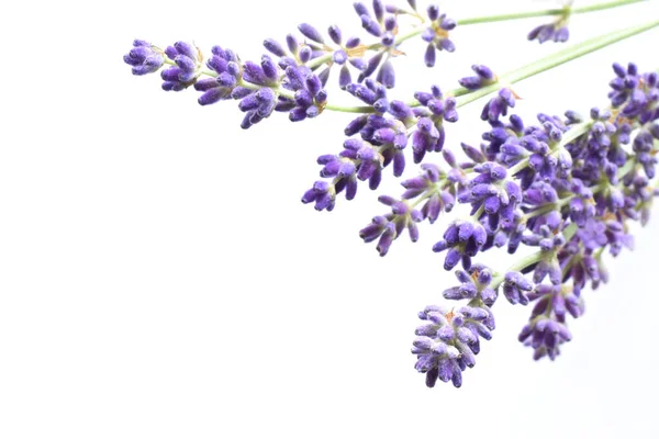 Lavendel Bloem Gesloten Omhoog Geïsoleerd Wit — Stockfoto