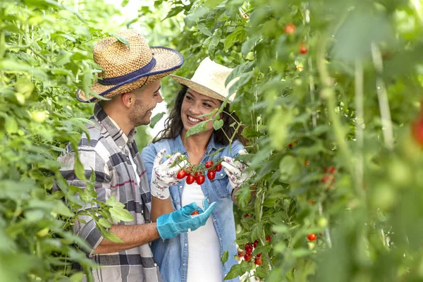 Young couple invest in family business in agriculture and looking how tomato grow on farm