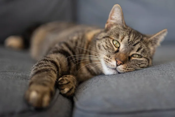 Otthoni macska lüktetés szürke kanapén otthon — Stock Fotó