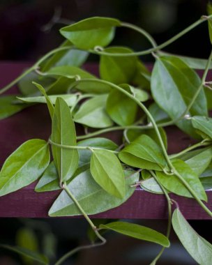 Çimen jölesi ya da yaprak jölesi, Doğu Asya 'da (özellikle Çin ve Güneydoğu Asya' da) yenen jöle benzeri bir tatlıdır. Platostoma palustre bitkisi (bir naneli aile üyesi) kullanılarak yaratılır ve hafif, biraz acı bir tadı vardır. Öyle.
