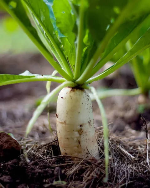 White radish is compared as ginseng in vegetable family in Chinese Traditional Medicine. It can promote digestion and prevent food retention. And there is an interesting saying that white radish is the best food in winter just the same as ginger in s