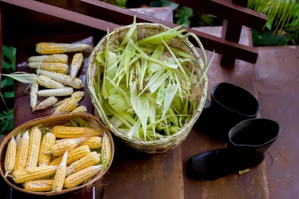 Flint Corn Named Its Hard Kernels Which Come Multitude Colors — Stock Photo, Image