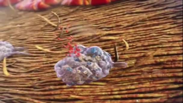 Disposizione Cromosomica Coppie Geni Fosforelay Sporulazione Replicazione Del Dna — Video Stock