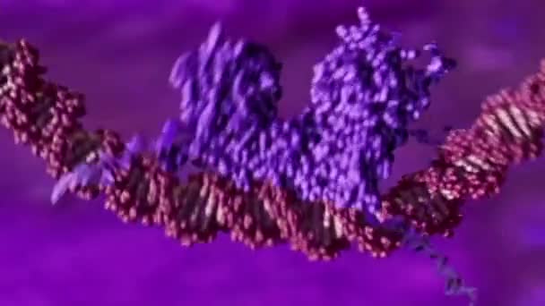 Chromozomální Uspořádání Fosfoliových Genů Páry Sporulace Replika Dna — Stock video