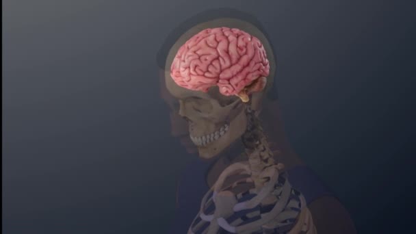 Травматическое Повреждение Мозга Медицинская Анимировка Прозрачного Человеческого Мозга — стоковое видео