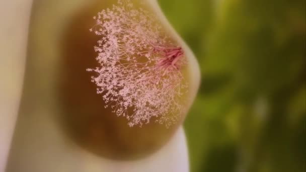 Göğüs Epitel Hücrelerine Farklılaşabilen Çok Fonksiyonlu Yetişkin Kök Hücreleri — Stok video