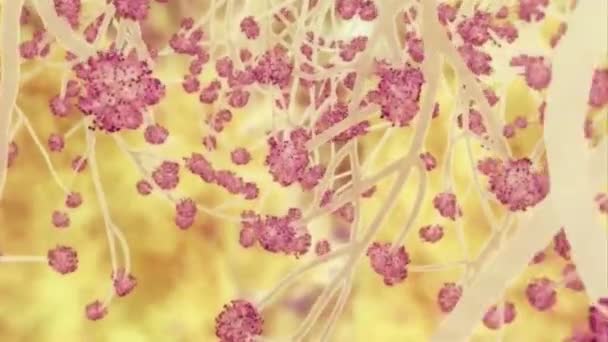 Cellules Souches Adultes Multifonctionnelles Qui Peuvent Différencier Cellules Épithéliales Mammaires — Video