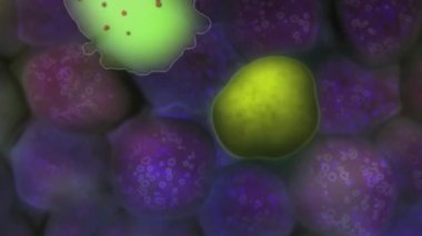 Tümör hücrelerini yok eden sitotoksik hücreler