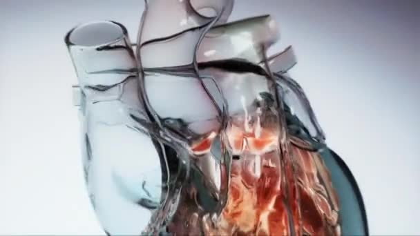 Heart Beat Realistic Medical Animation — Stock Video