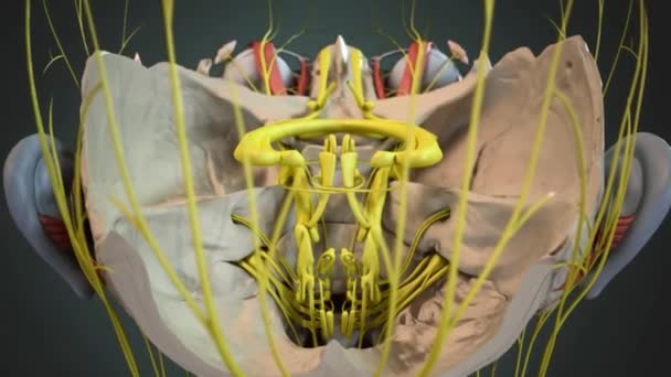 脊椎動物の頭蓋骨の筋肉 — ストック動画
