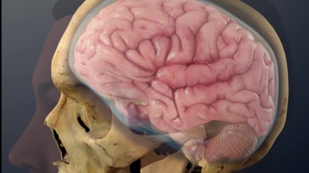 Líquido Cefalorraquídeo Líquido Corporal Transparente Incoloro Cerebro Médula Espinal — Vídeo de stock