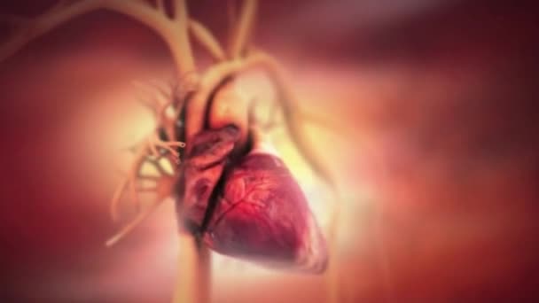 Obstructive Coronary Artery Disease Animation Heart Beating — Stock Video