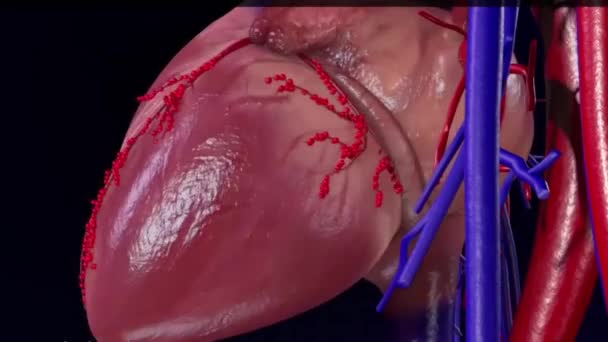 Circunflex Arteria Coronaria Izquierda — Vídeo de stock