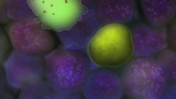 Zytotoxische Zelle Ist Eine Lymphozyte Die Krebszellen Abtötet Infizierte Zellen — Stockvideo