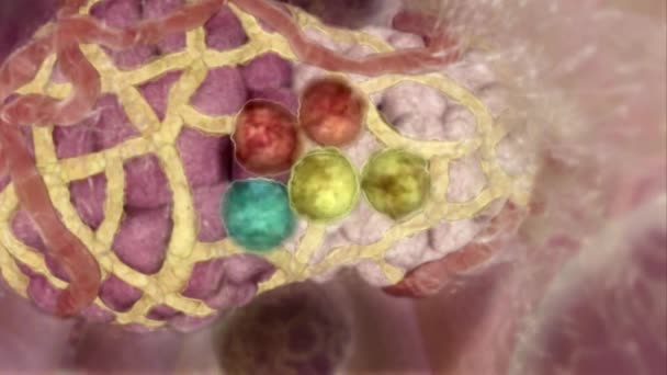 Wielofunkcyjne Dorosłe Komórki Macierzyste Które Mogą Odróżniać Się Komórek Nabłonka — Wideo stockowe