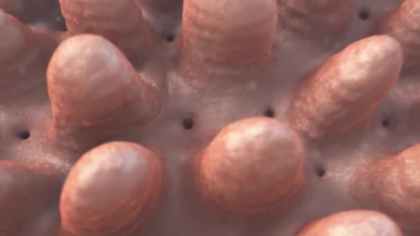 Sistema Digestivo Setole Sottili Sulla Superficie Interna Dell Intestino Tenue — Video Stock