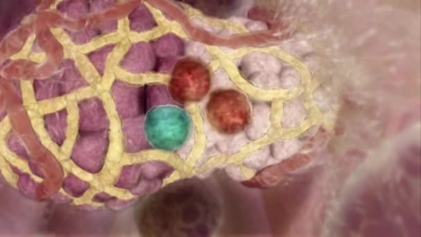 Cellule Staminali Mammarie Animate Mediche — Video Stock