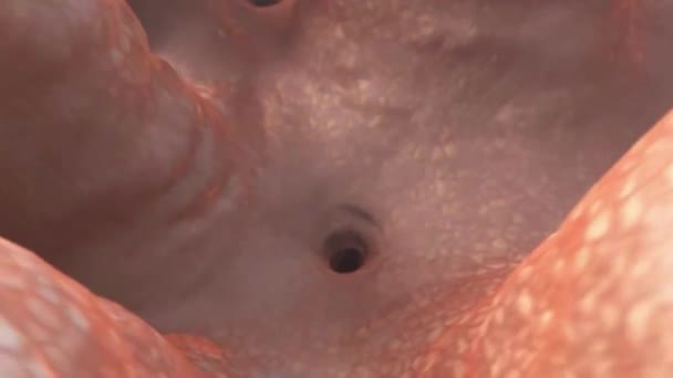 消化器系 小腸の内側に細かい毛 — ストック動画