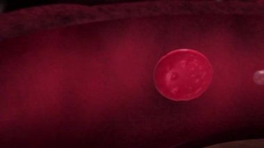 Akciğerler ve Solunum Sistemi. Ciğerler ve odalar alveoller oksijen..