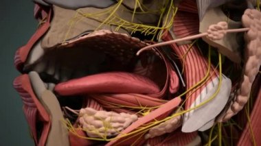 Dil ağızdaki kaslı bir organdır. Dil nemli, pembe dokuya mukoza denir. Papillae denen küçük çıkıntılar dile pürüzlü dokusunu verir..