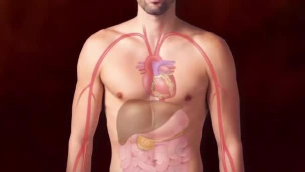 Darstellung Des Menschlichen Körpers Herz Und Innere Organe — Stockvideo